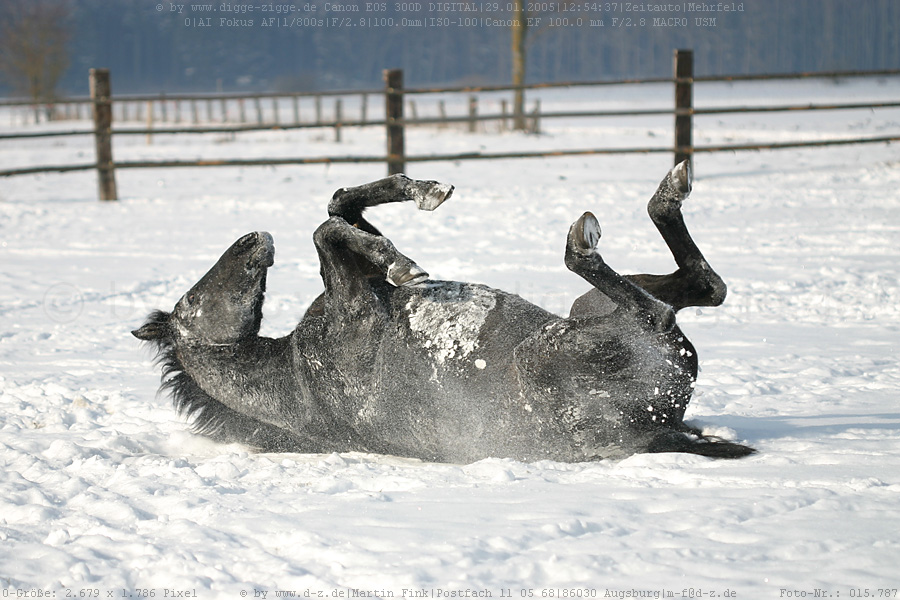 wälzendes Pferd im Schnee