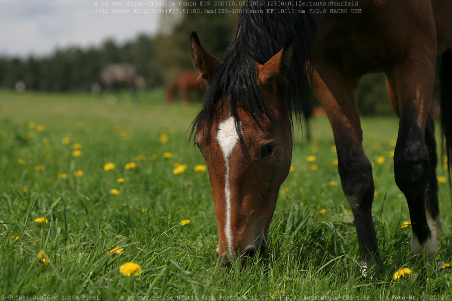 Pferd beim Grasen