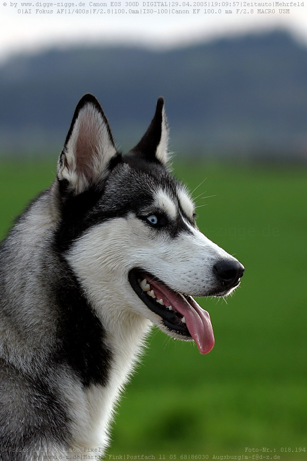 Husky I.