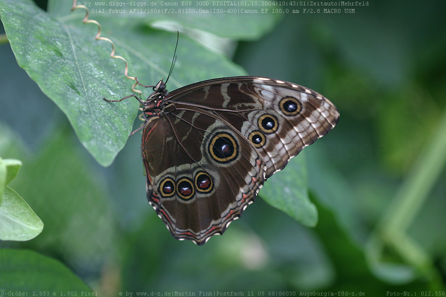 Tropischer Schmetterling I.