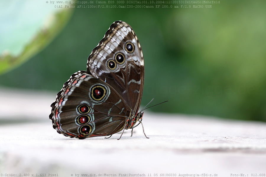 Tropischer Schmetterling II.