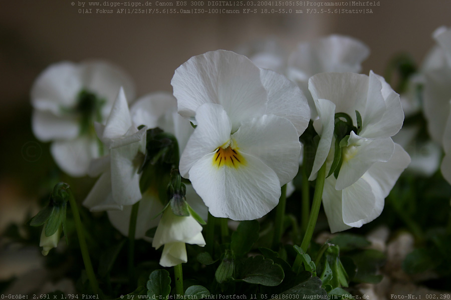 Hornveilchen (Viola cornuta) I.