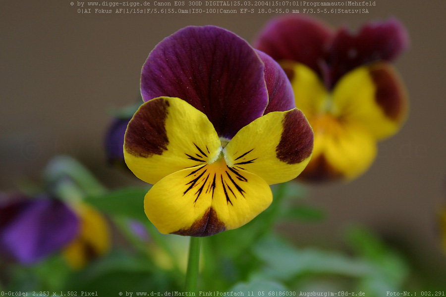Hornveilchen (Viola cornuta) II.