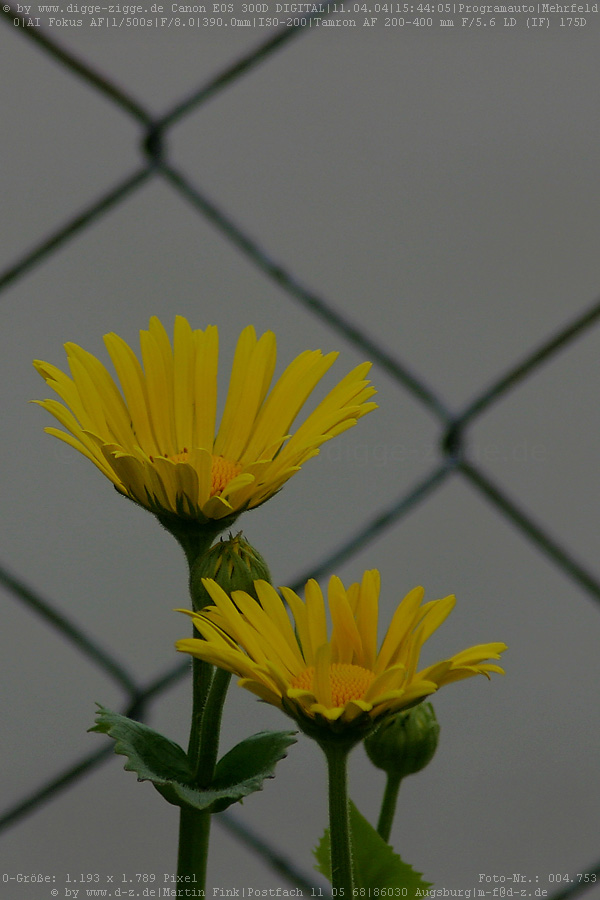 Gemswurz (Doronicum orientale)