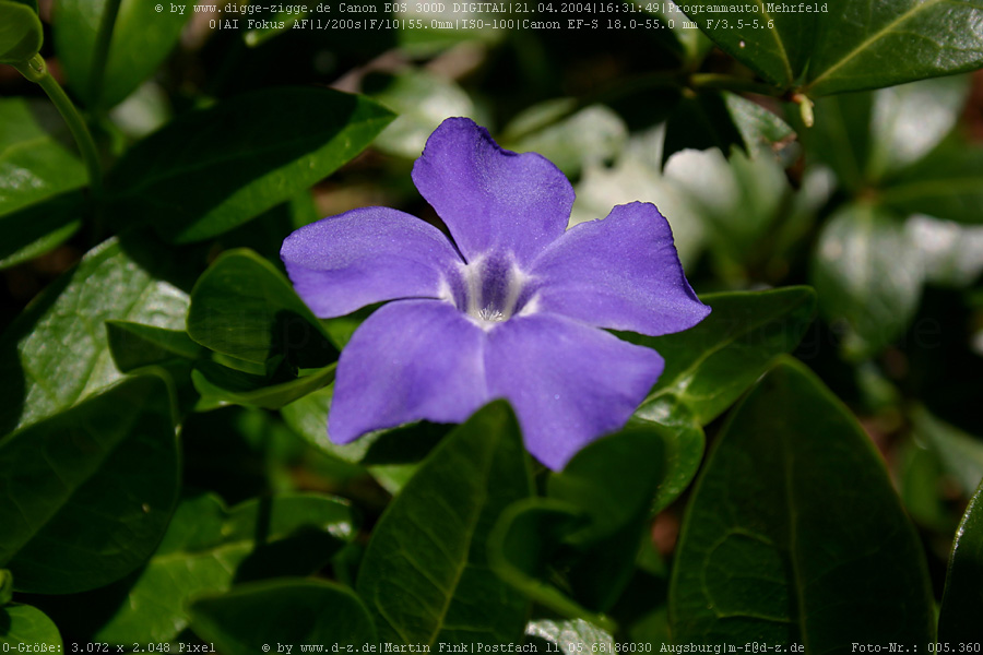 Immergrün (Vinca minor)