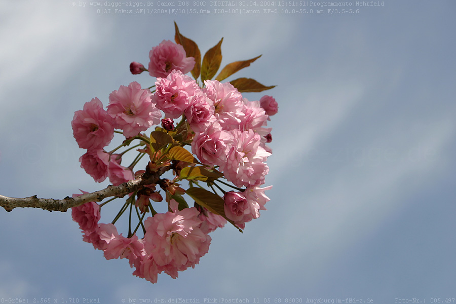 Japanische Bltenkirsche (Prunus serrulata)