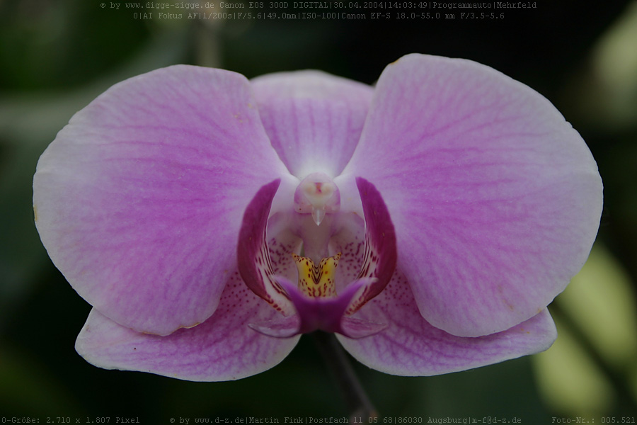 Phalaenopsis-Orchidee im Botanischen Garten