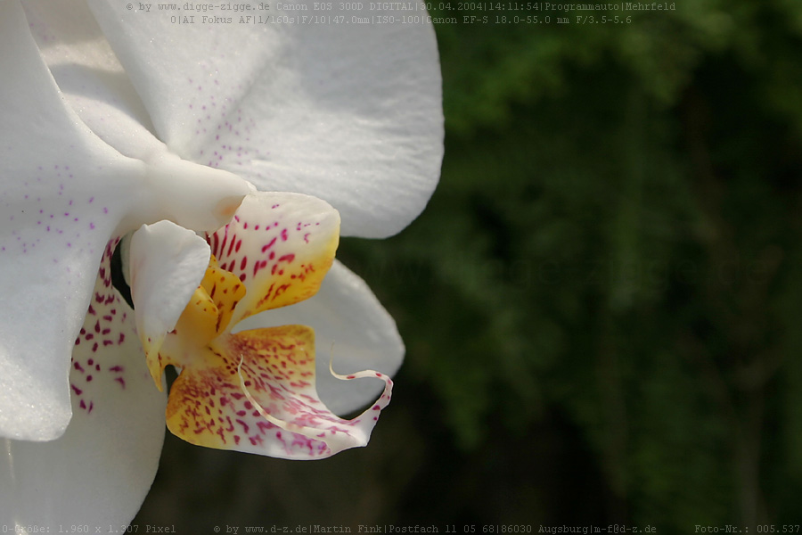 weiße Phalaenopsis-Orchidee