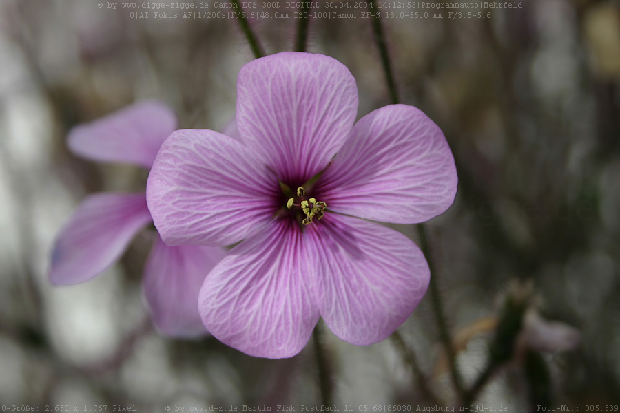 Madeira-Storchschnabel (Geranium maderense)