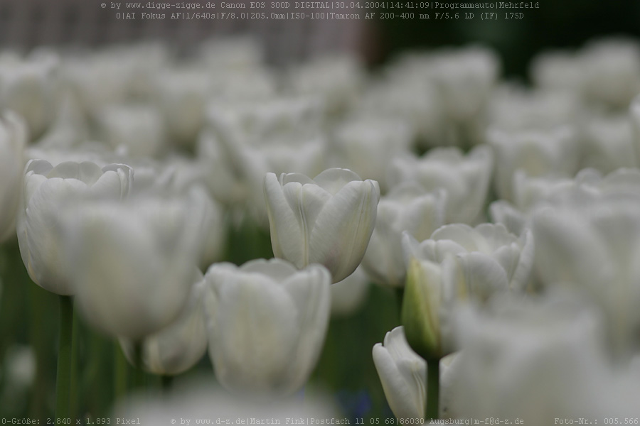Weie Tulpen I. (Tulipa-Hybriden)