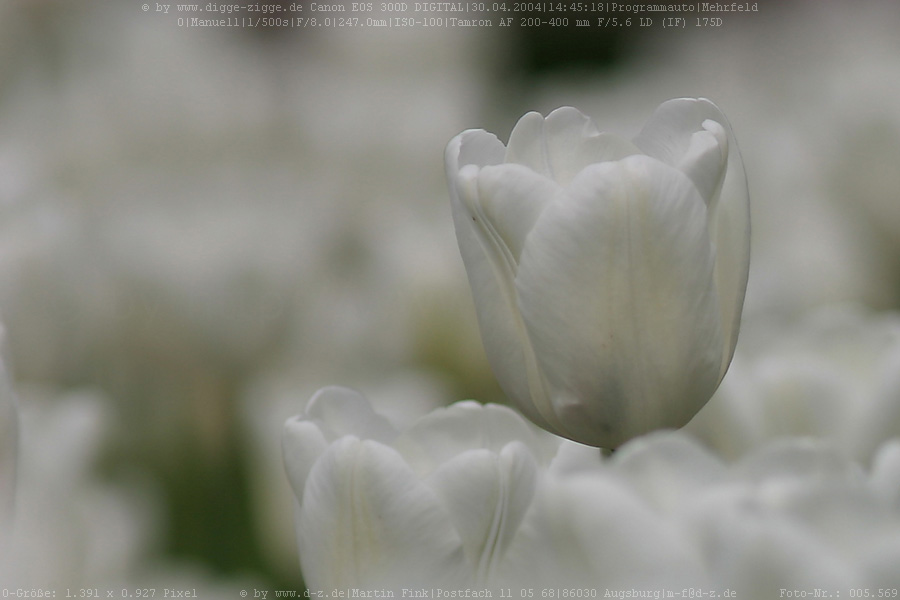 Weie Tulpen II. (Tulipa-Hybriden)