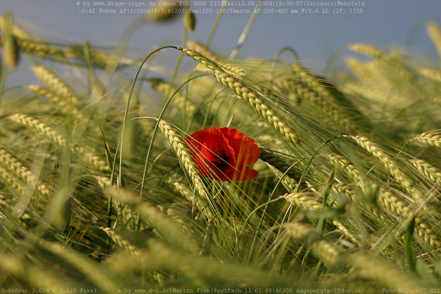 Mohnblüte im Kornfeld