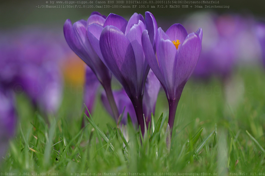 Krokusblüten im Rasen