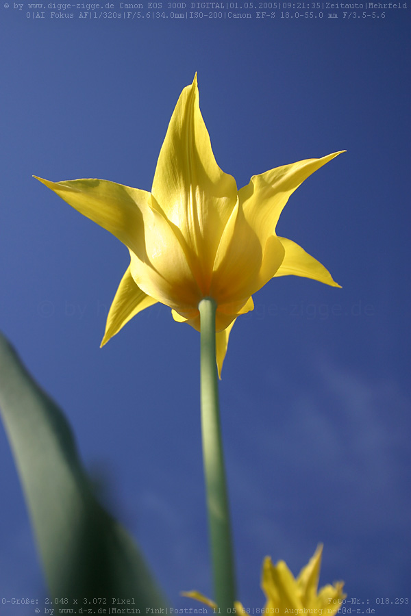 gelbe Tulpe blauer Himmel