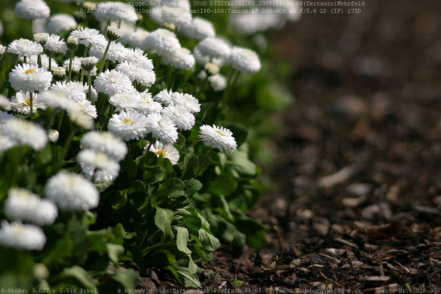 weiße Edelgänseblümchen