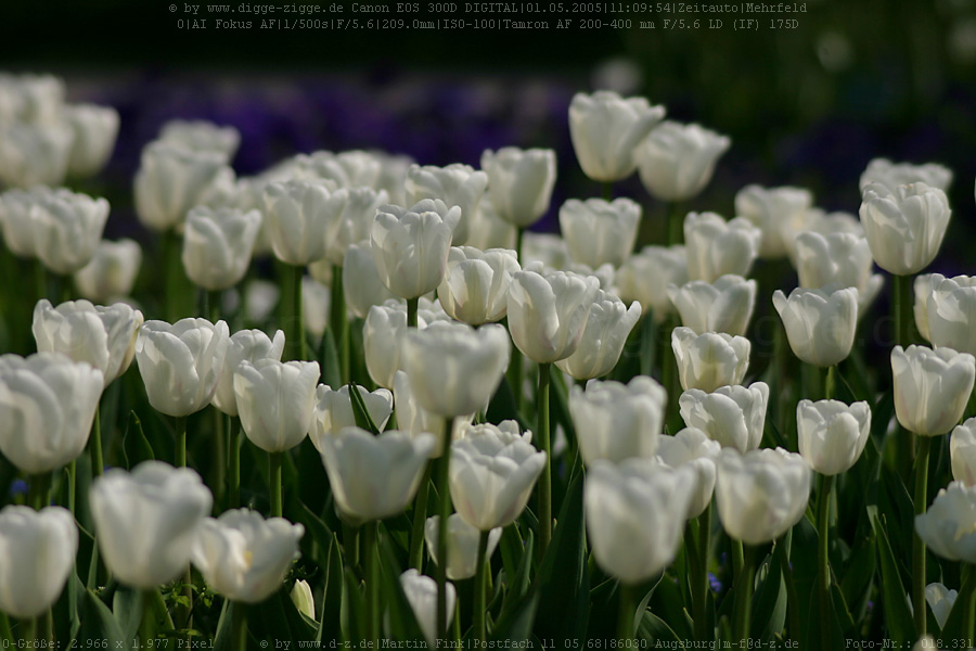 weißes Tulpenfeld