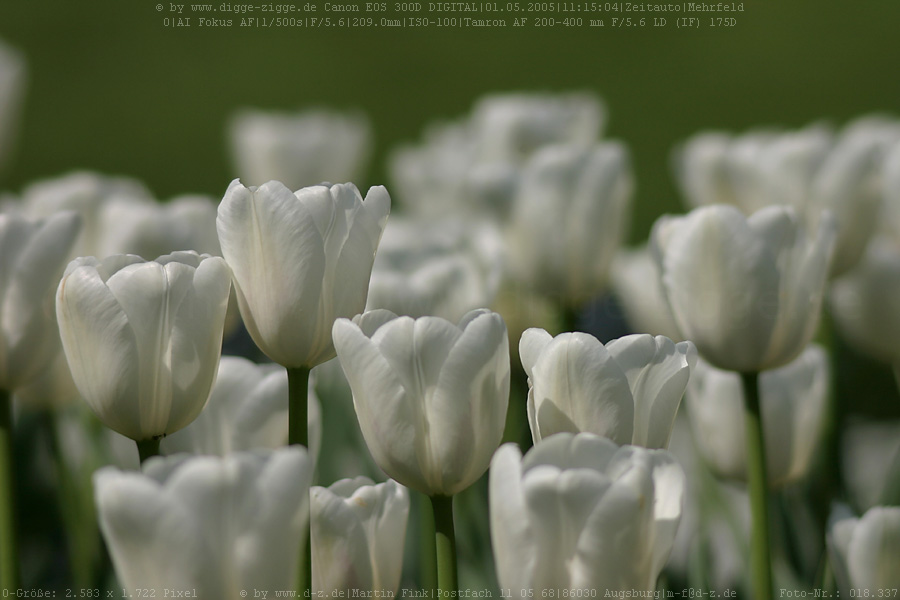 weiße Tulpen