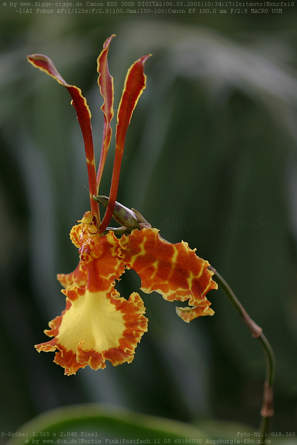 Oncidium kahili Orchidee