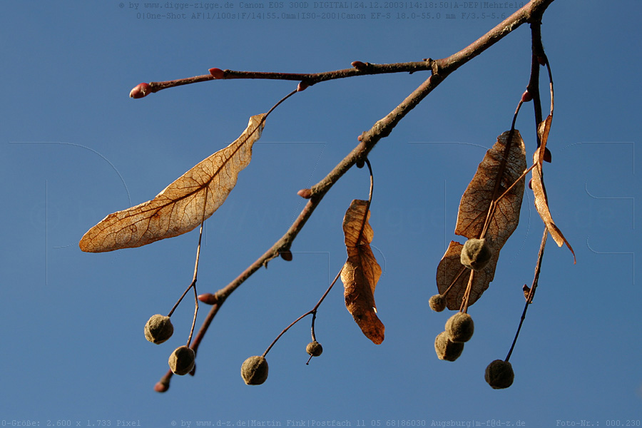 Sommerlindensamen im Winter