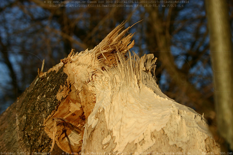 vom Biber gefllter Baum