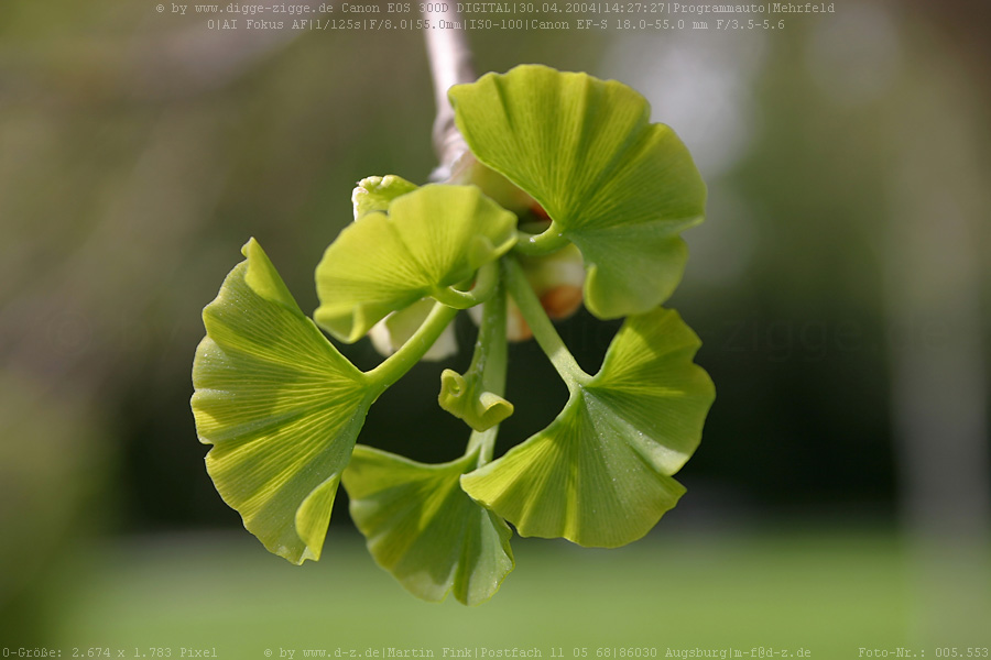 Ginkgobltter (Ginkgo biloba)