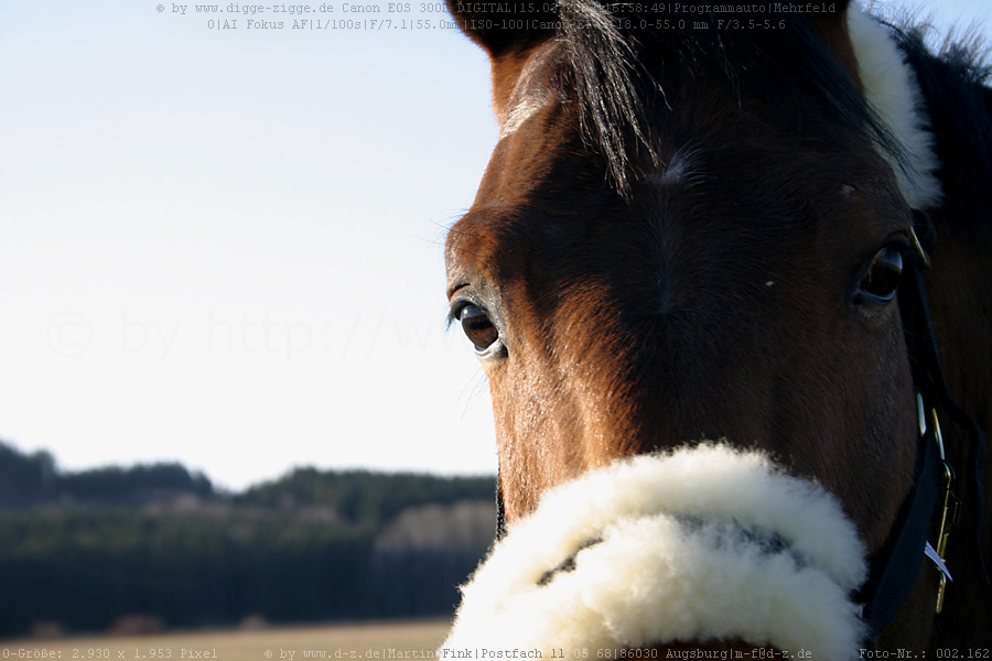 Westfalenportrait