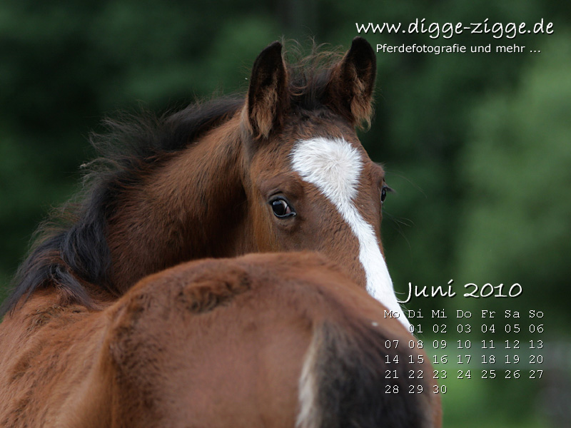 Pferde Desktop-Kalender Juni 2010