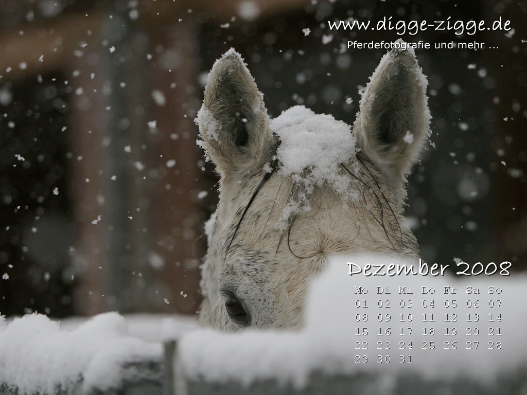 Pferde-Desktop-Kalender Dezember 2008