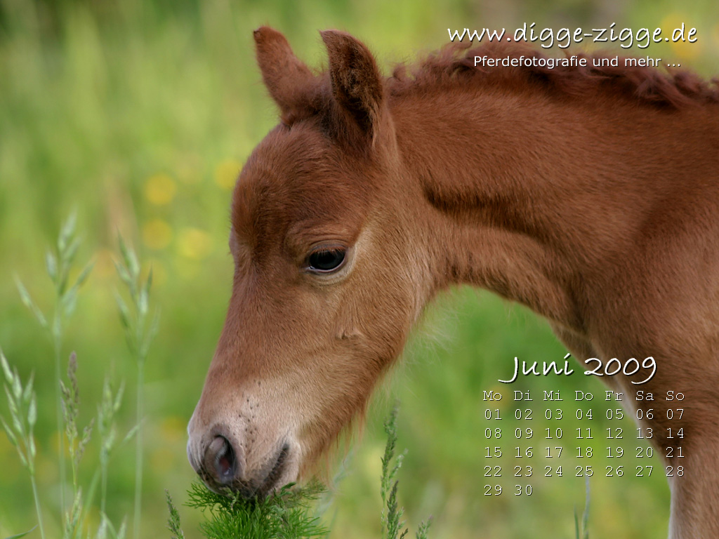 Pferde Desktop-Kalender Juni 2009