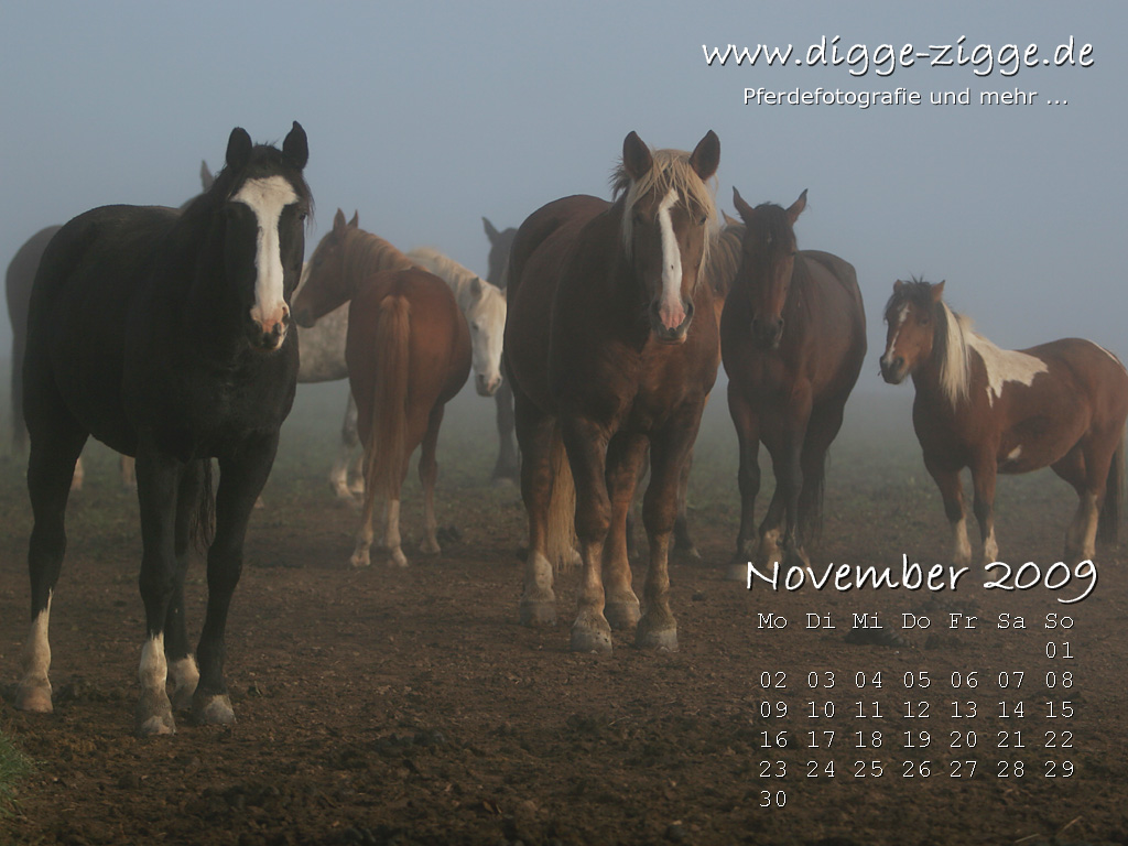 Pferde Desktop-Kalender November 2009