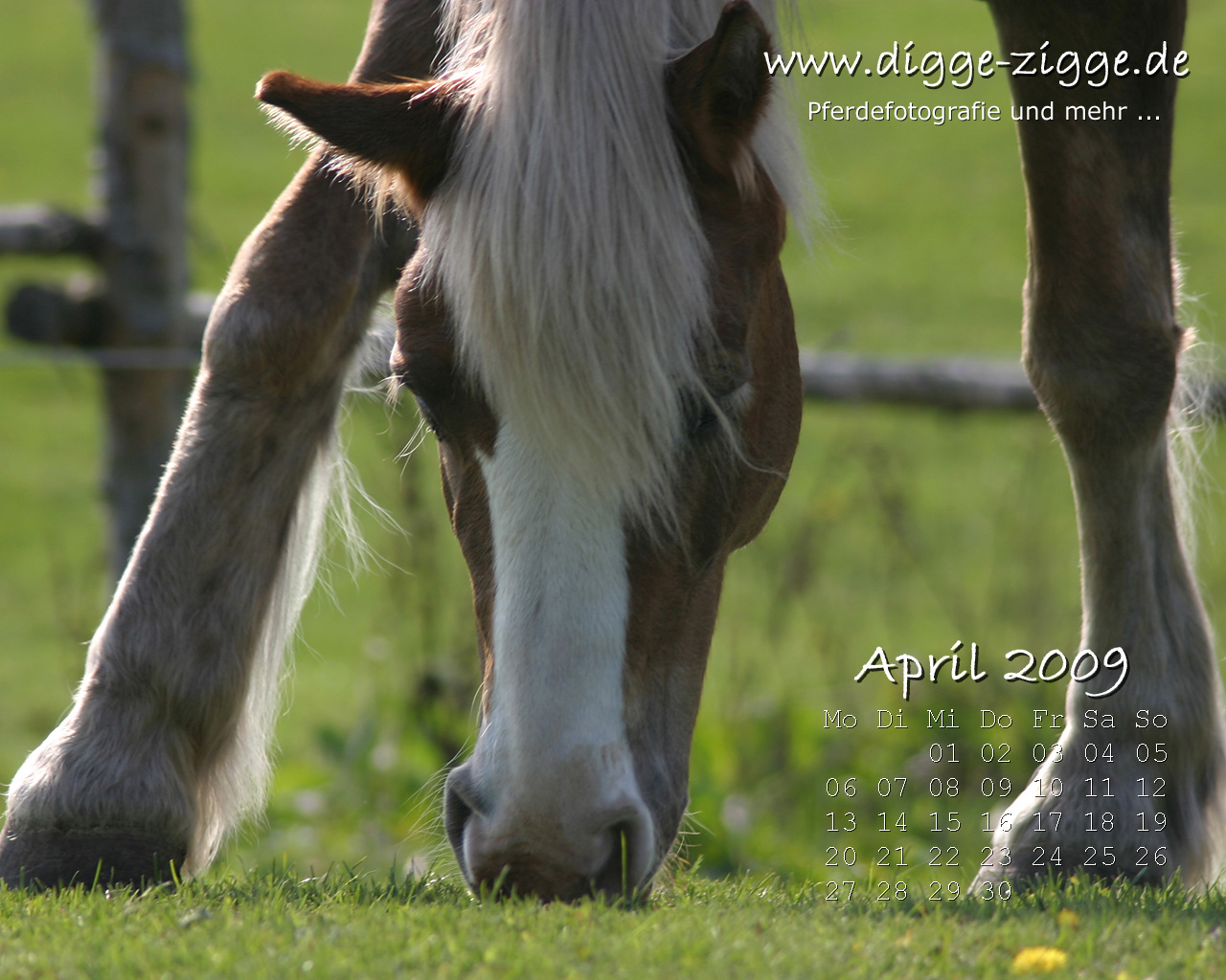 Pferde Desktop-Kalender April 2009