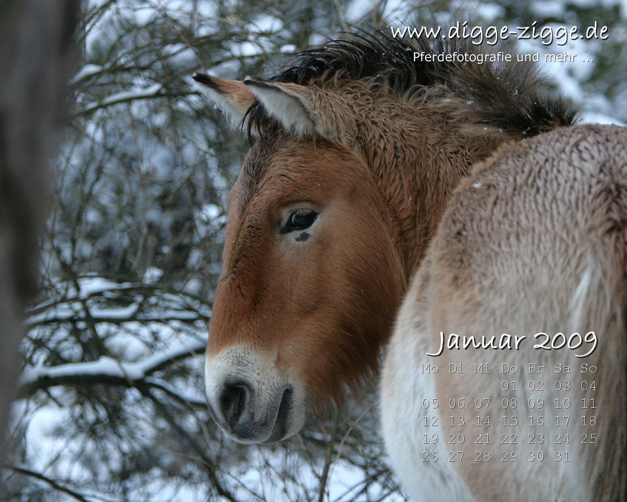 Pferde Desktop-Kalender Januar 2009