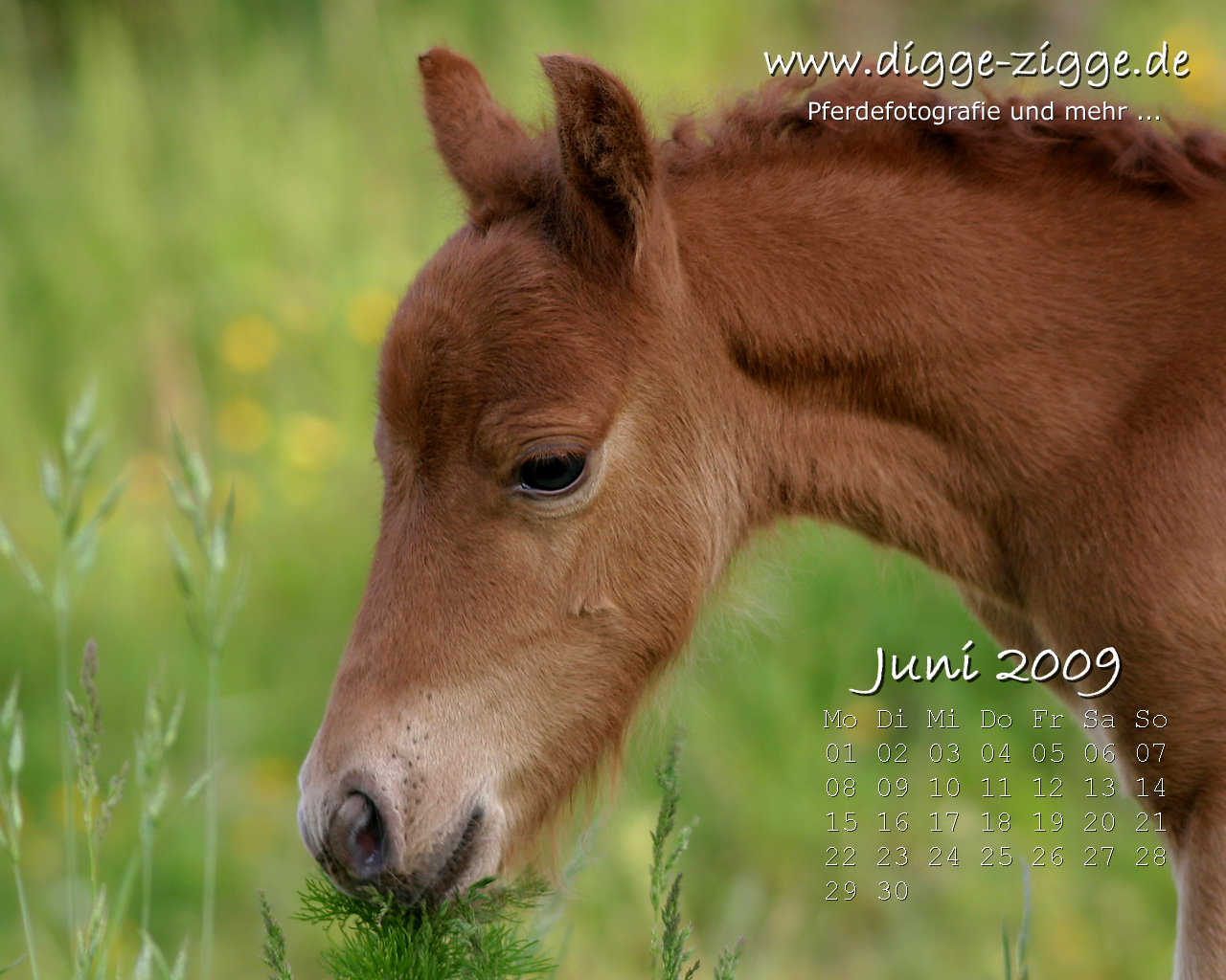 Pferde Desktop-Kalender Juni 2009