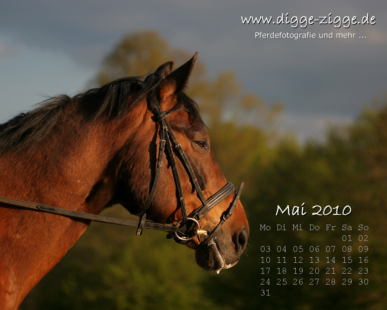 Pferde Desktop-Kalender Mai 2010