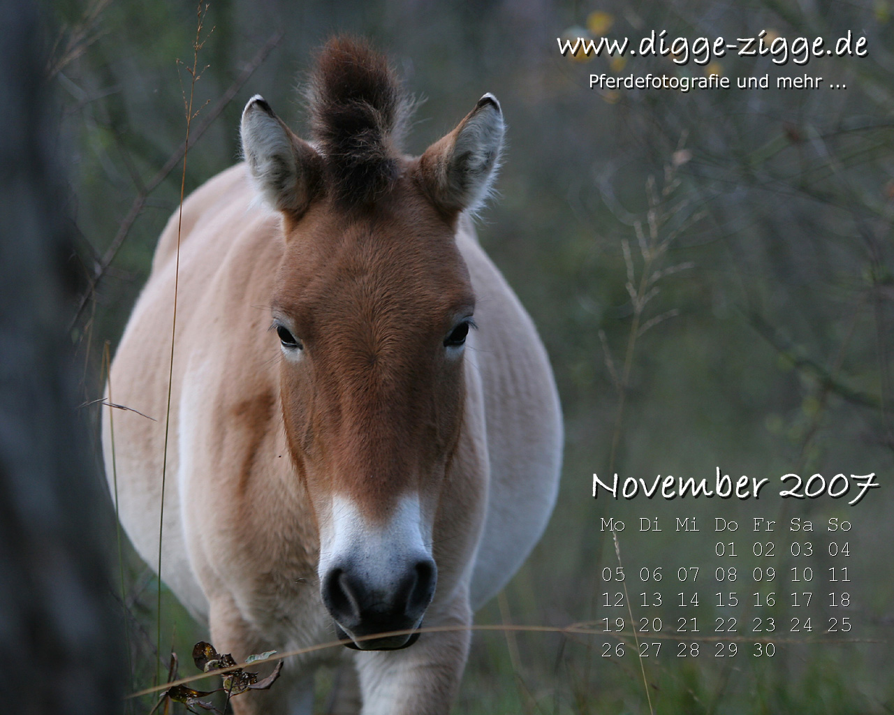 Desktop-Kalender November 2007