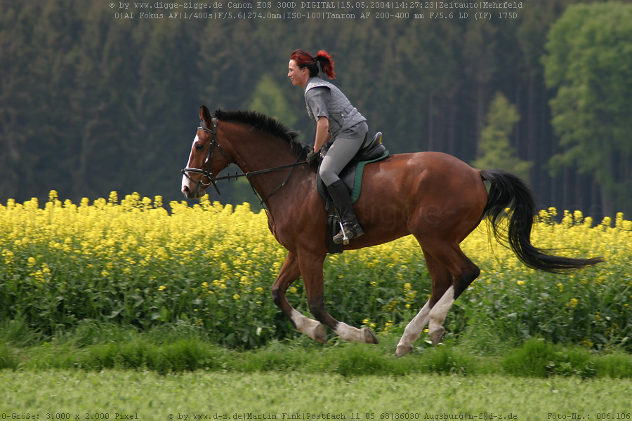 Galopp über die Felder