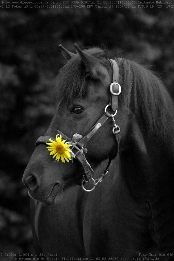 Isländerstute mit Sonnenblume