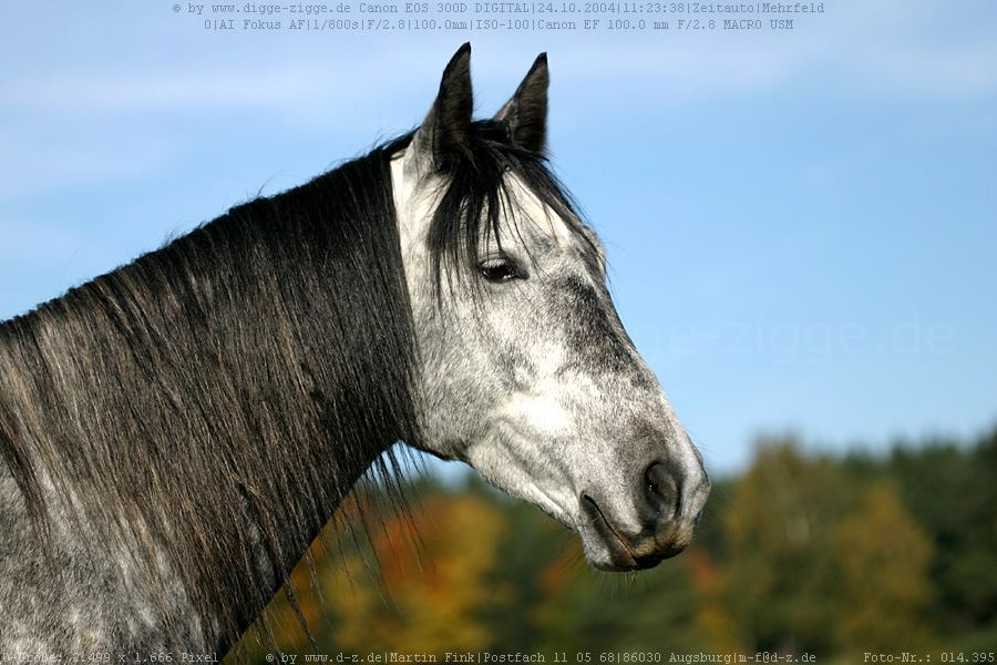 Pferdekopfportrait I.