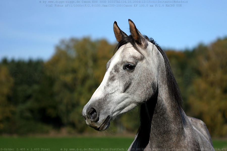 Pferdekopfportrait II.