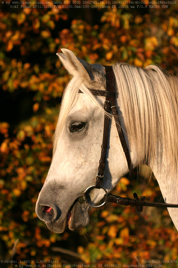 Araberschimmelstute Schayla beim Ausreiten