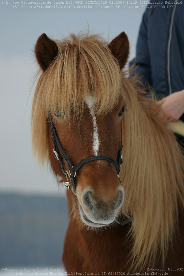 Islnderstute beim Ausreiten