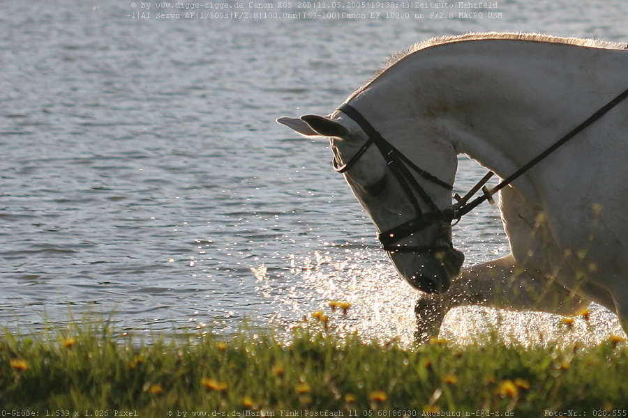 Whoopi im Wasser