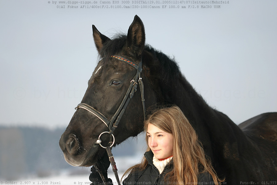 Winterpferdefoto II.