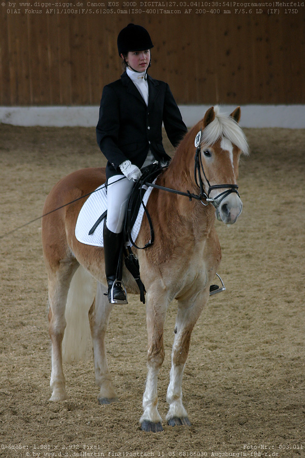 Haflinger bei der Dressur