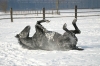 w�lzendes Pferd im Schnee