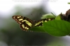 Tropischer Schmetterling IV.