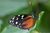 Tropischer Schmetterling V.
