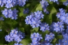 Vergissmeinnicht (Myosotis sylvatica)