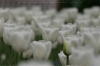 Wei�e Tulpen I. (Tulipa-Hybriden)