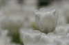Wei�e Tulpen II. (Tulipa-Hybriden)